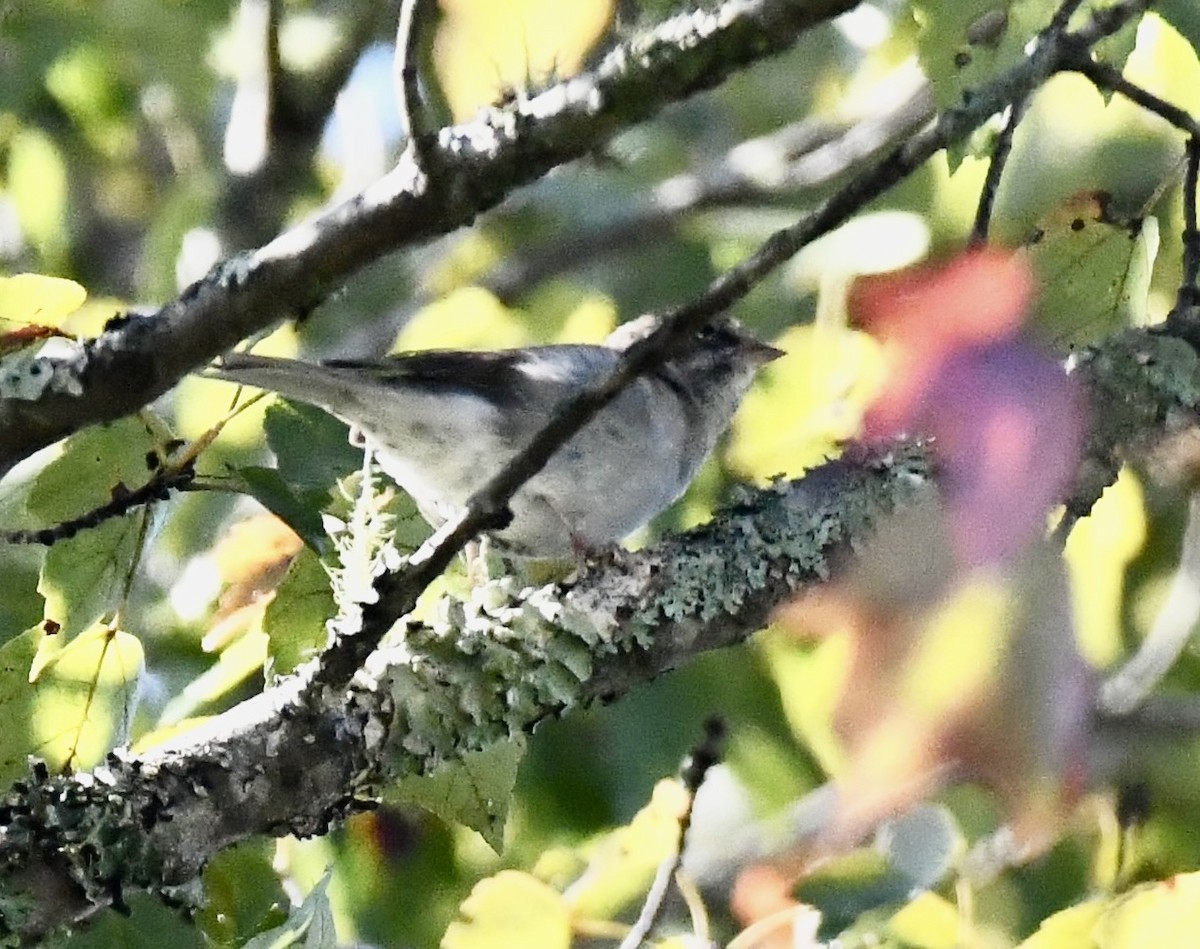 Dark-eyed Junco (Slate-colored) - ML643294683