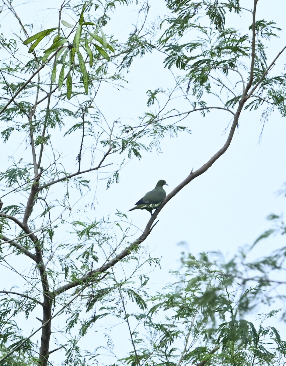 Whistling Green-Pigeon (Taiwan) - ML643294705