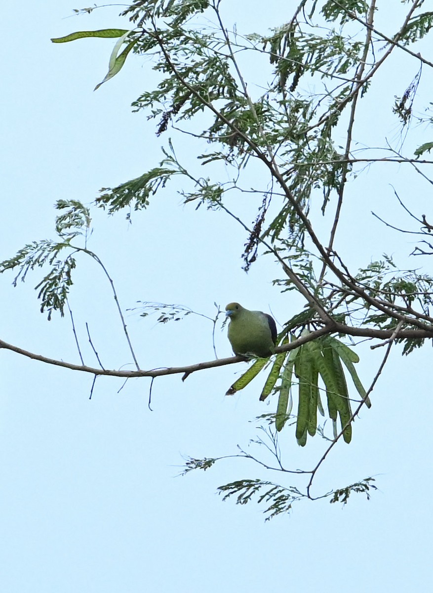 Whistling Green-Pigeon (Taiwan) - ML643294706