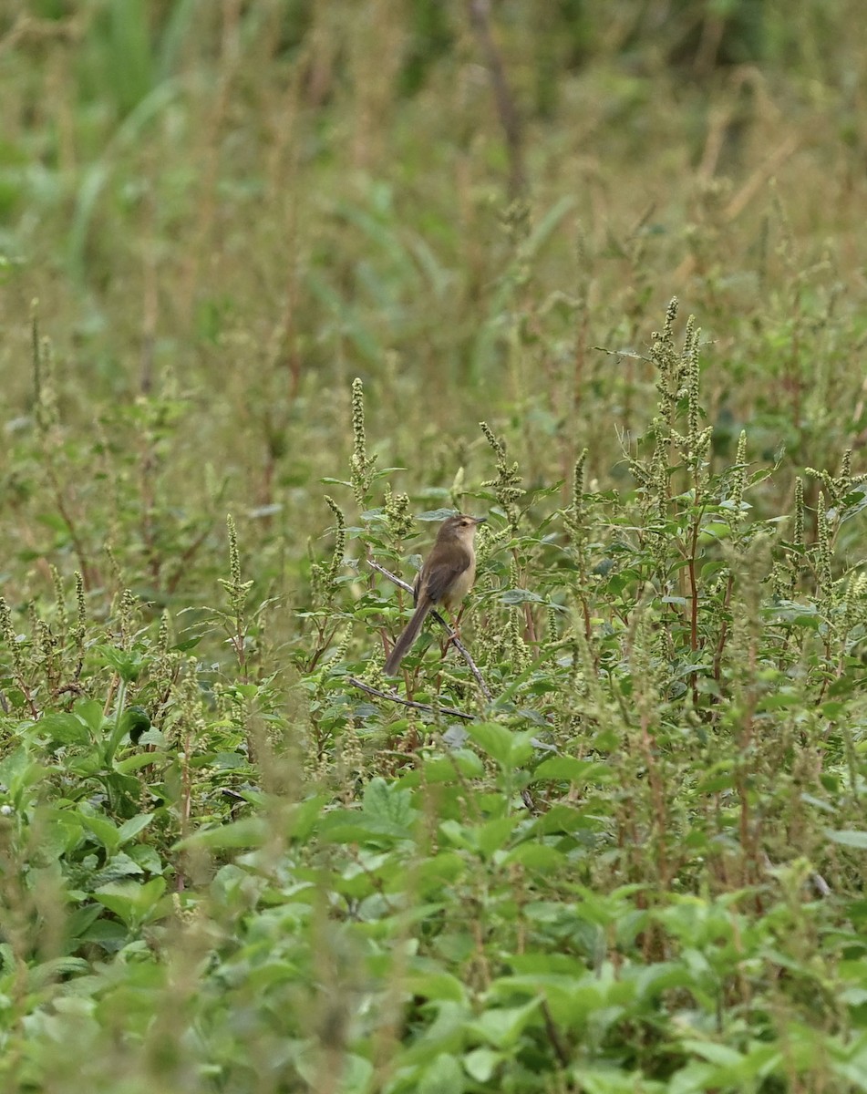 Plain Prinia - ML643294720