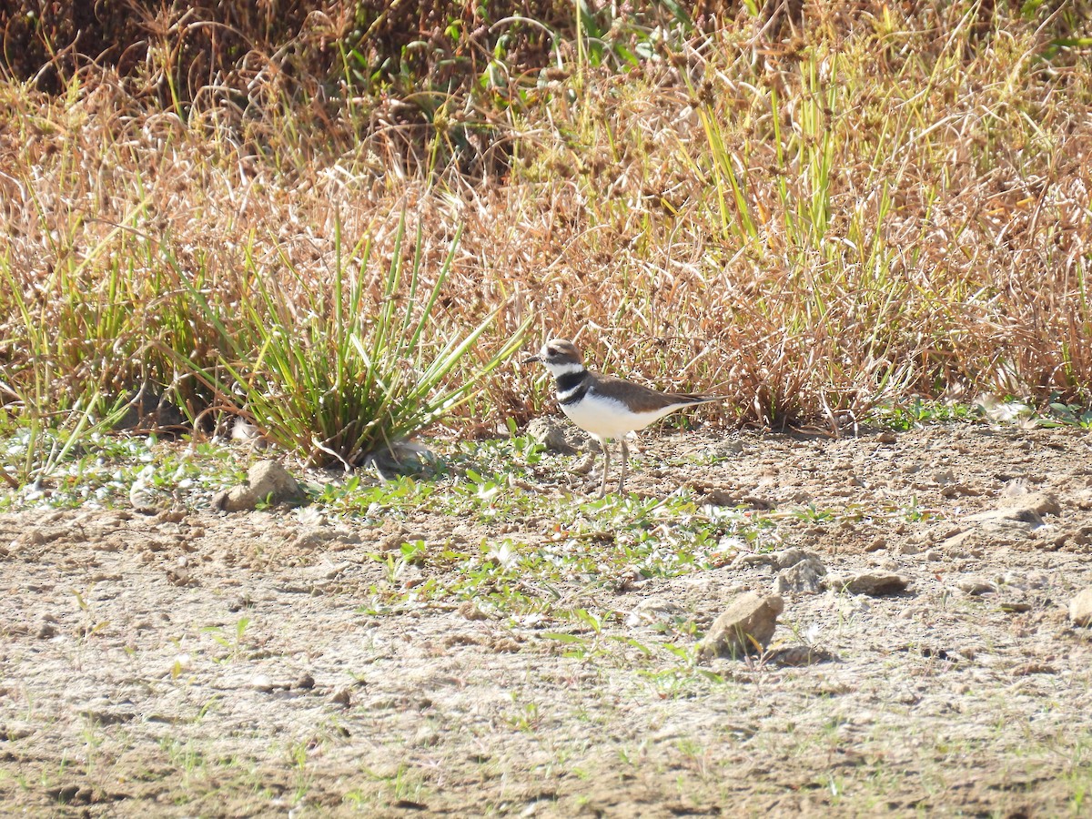 Killdeer - ML643294726