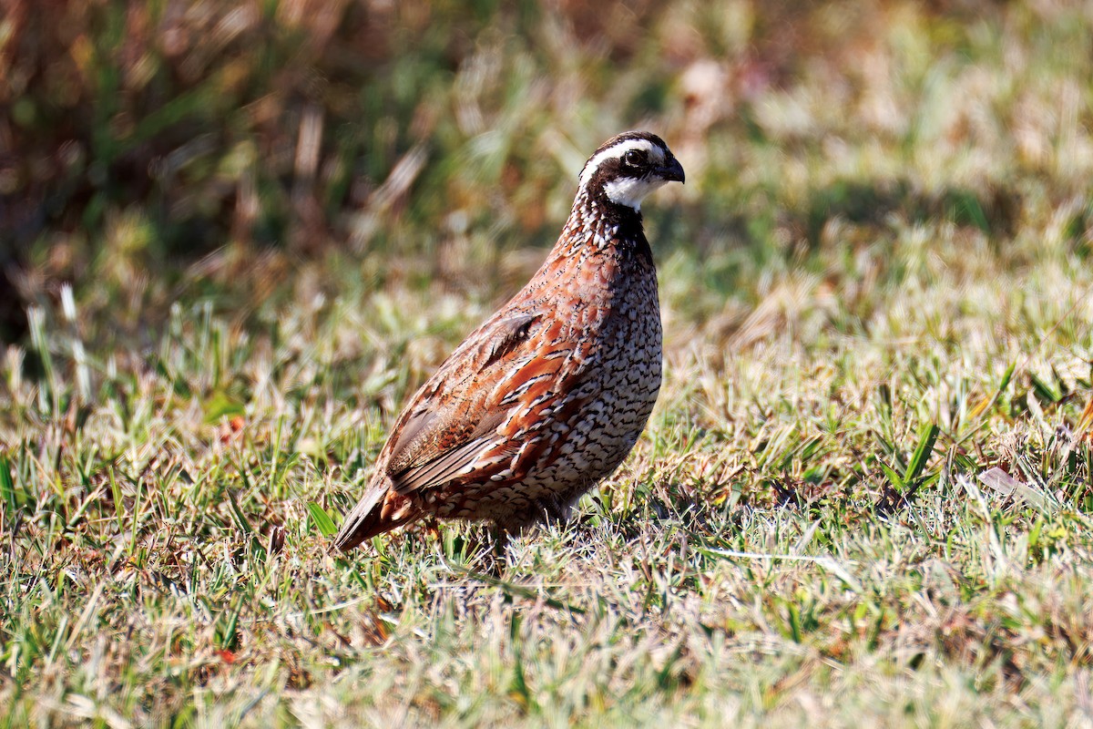 Northern Bobwhite - ML643294759