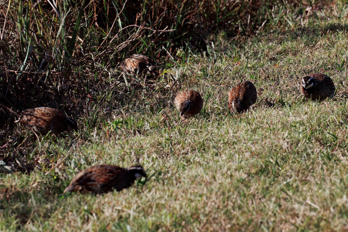 Northern Bobwhite - ML643294760