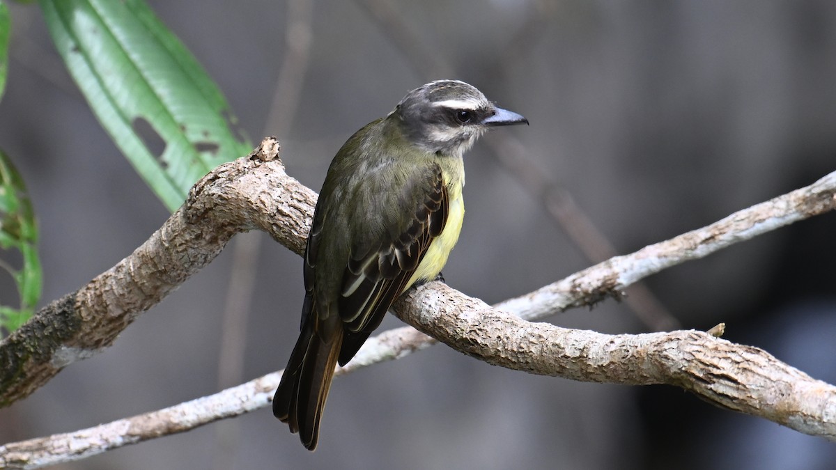 Golden-crowned Flycatcher - ML643294774