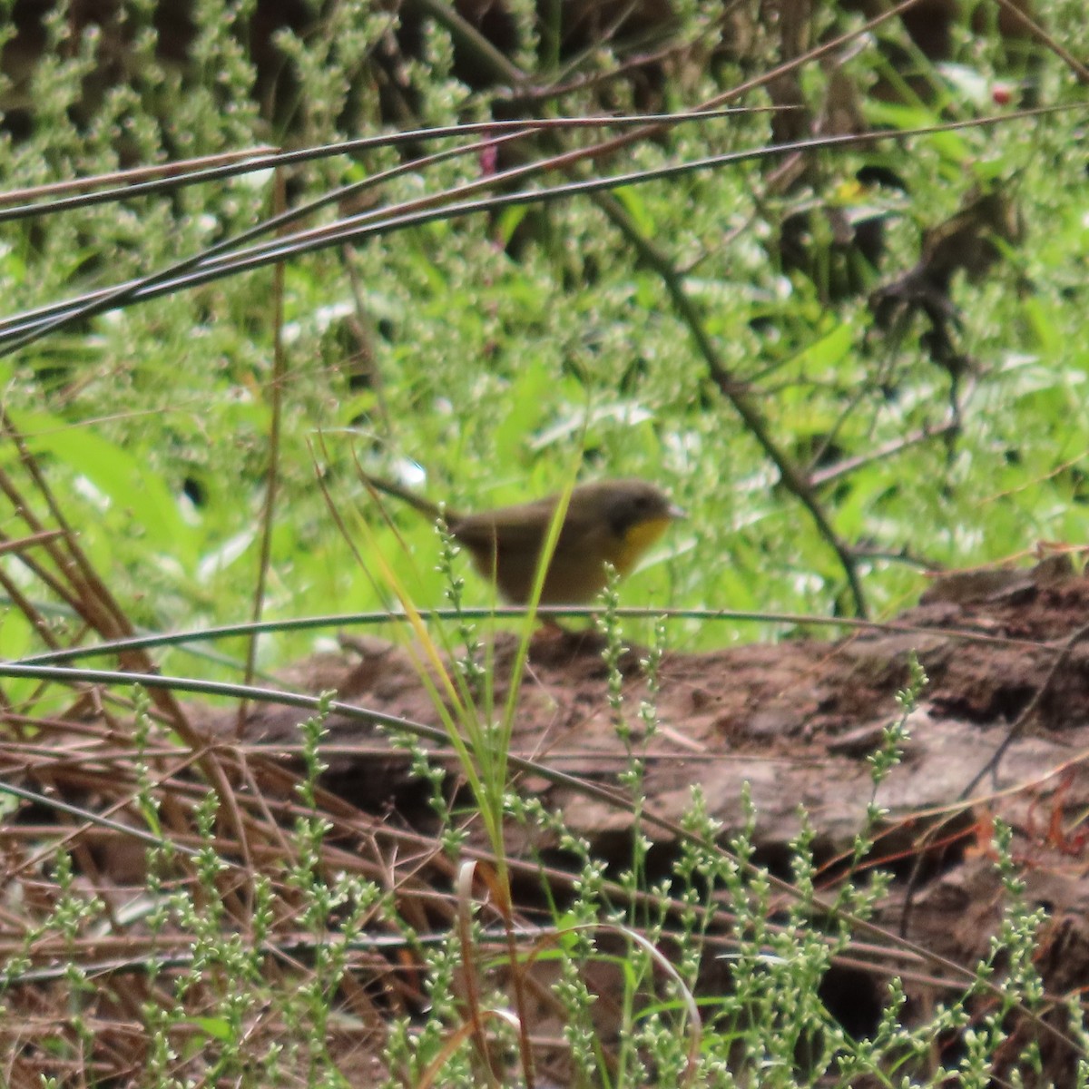 Common Yellowthroat - ML643294782