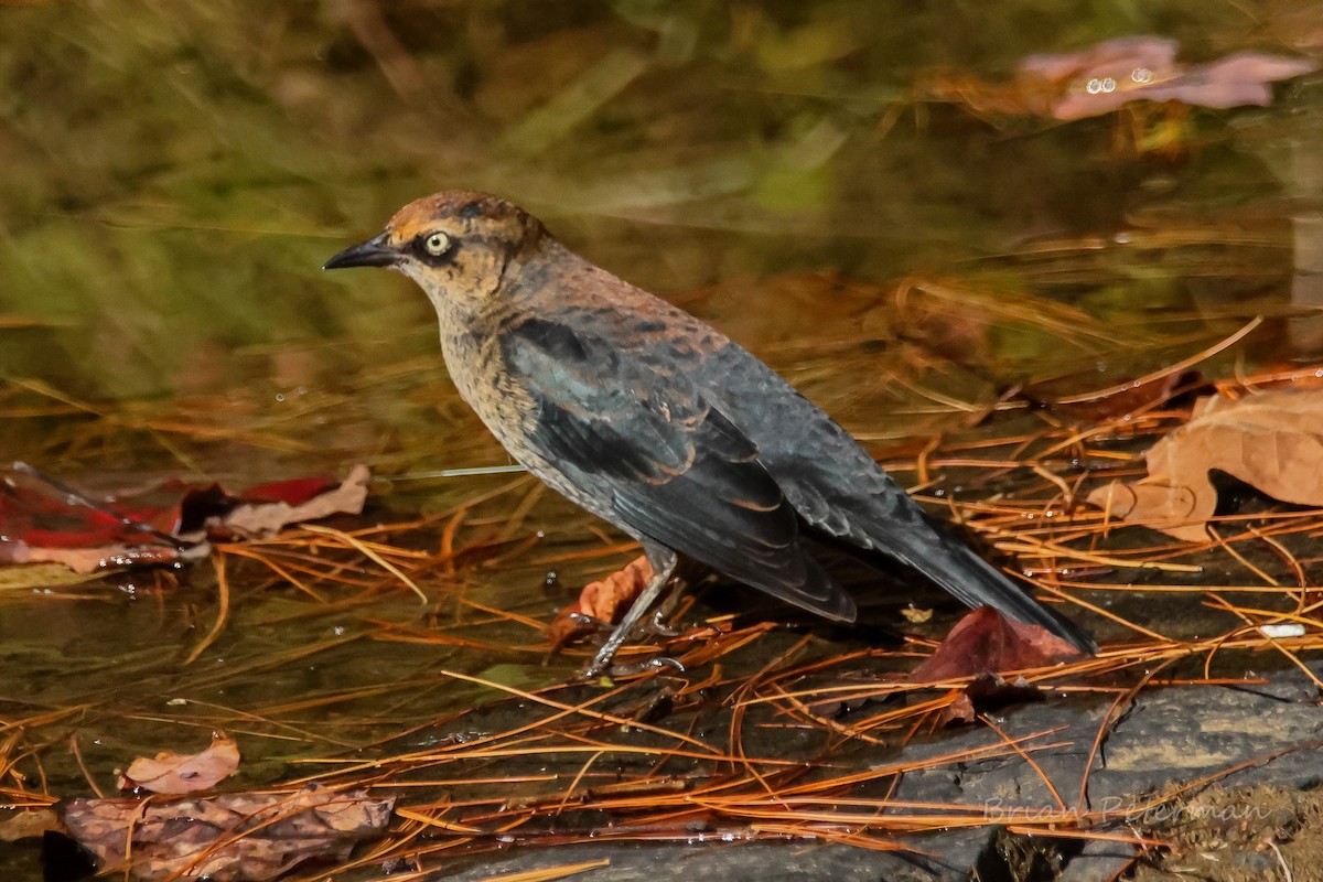 Rusty Blackbird - ML643294791