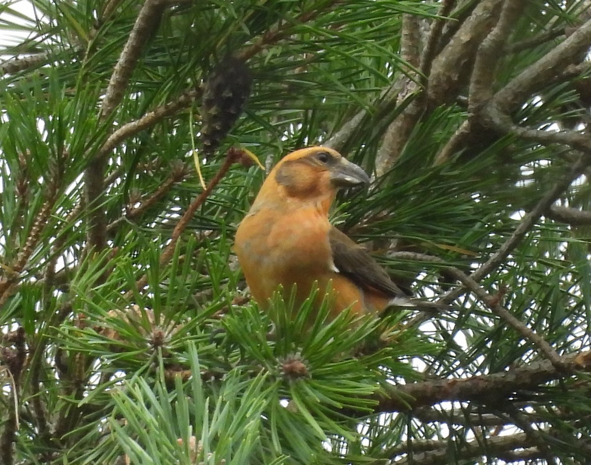 Red Crossbill - ML643294792