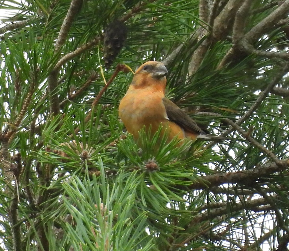 Red Crossbill - ML643294801