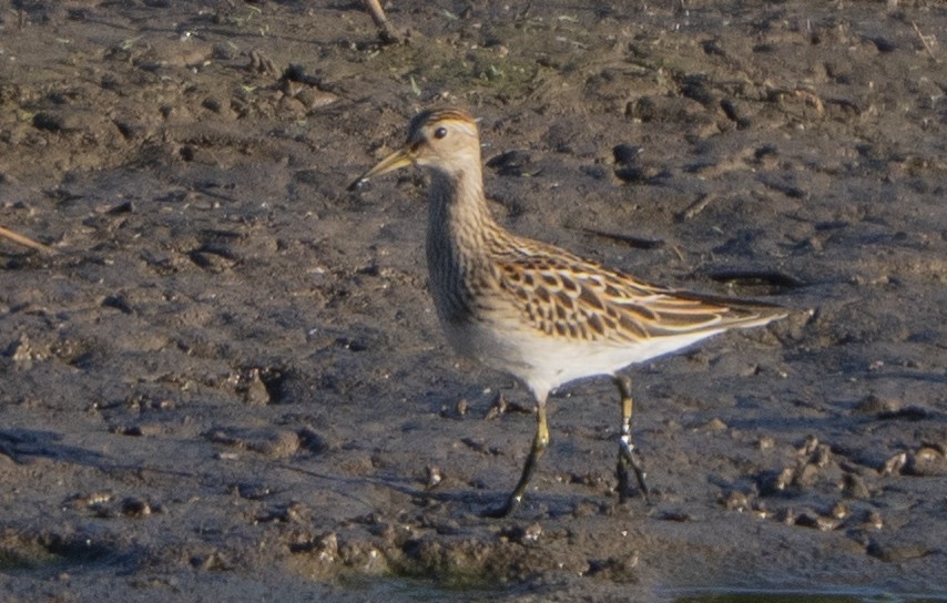 アメリカウズラシギ - ML643294816