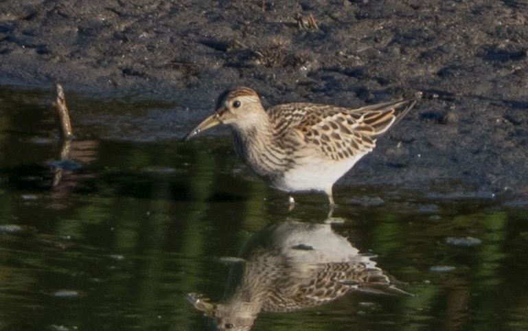 アメリカウズラシギ - ML643294817