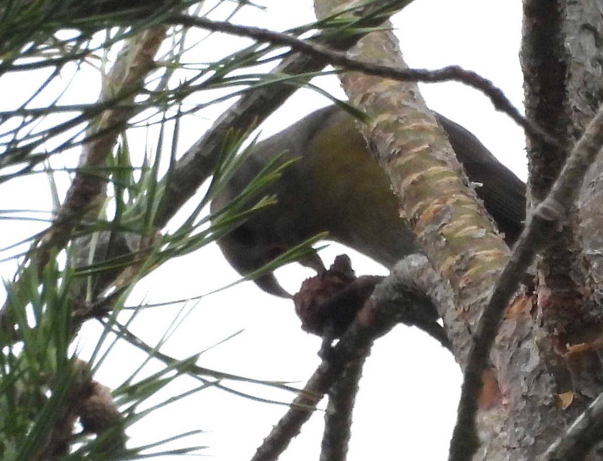 Red Crossbill - ML643294820