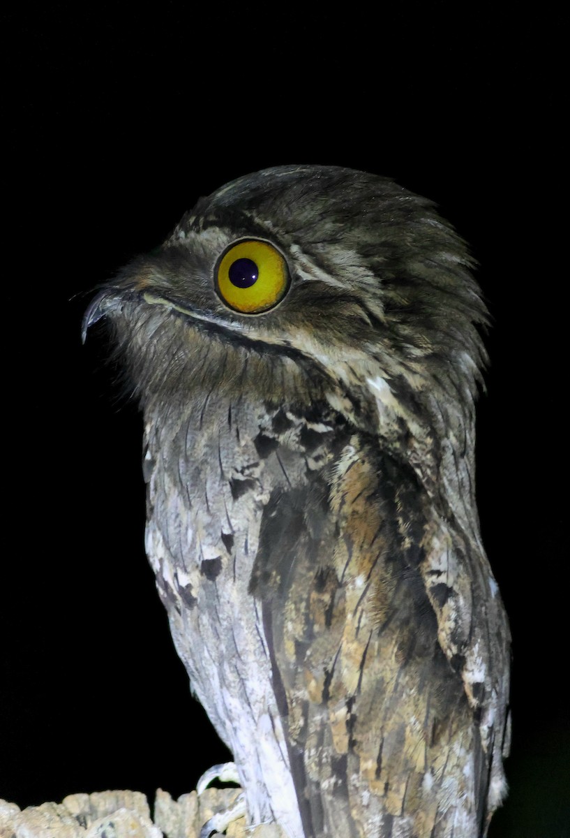 Northern Potoo - ML643294823