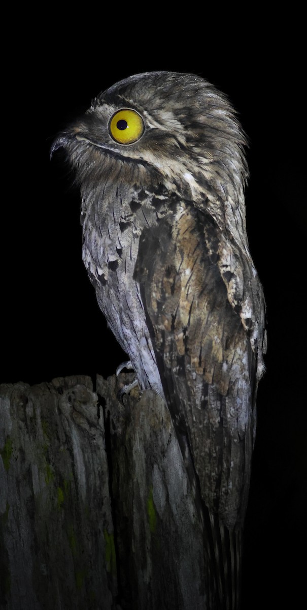 Northern Potoo - ML643294824