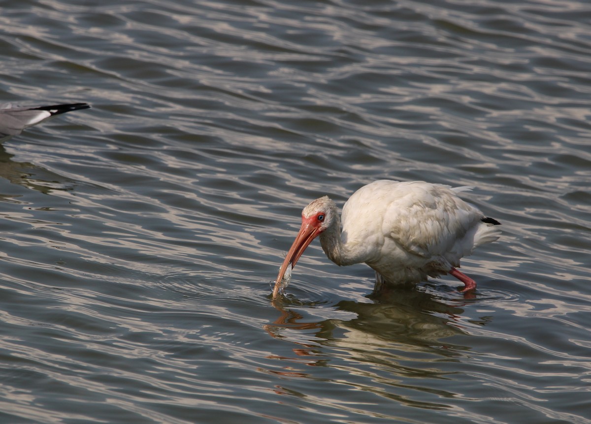 ibis bílý - ML643294825