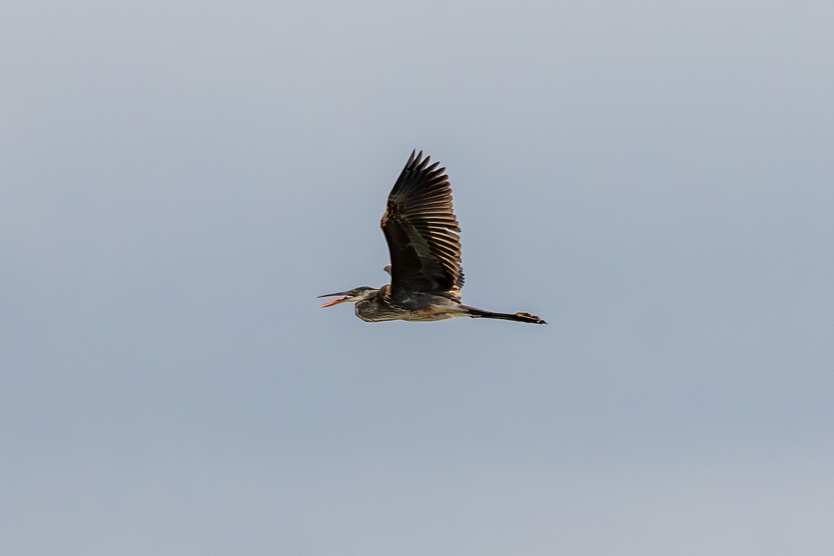 Great Blue Heron - ML643294845