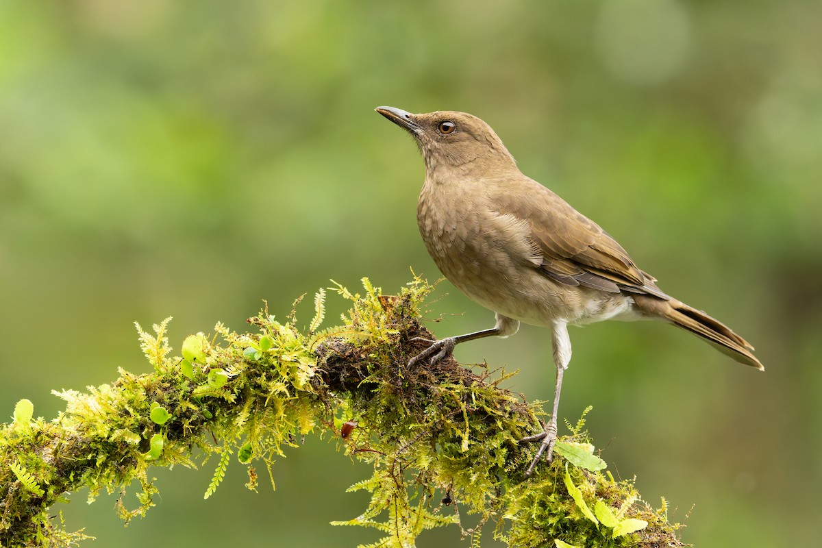 Black-billed Thrush - ML643294854