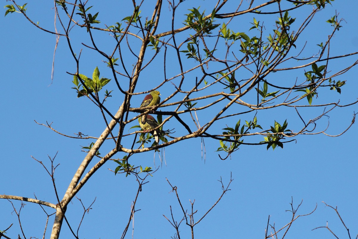 Sri Lanka Green-Pigeon - ML643294881