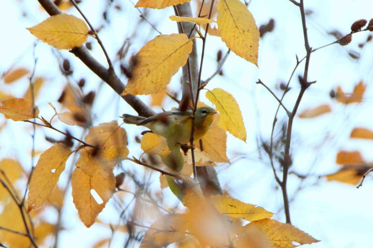 Northern Parula - ML643294903