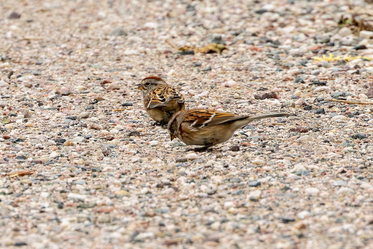 American Tree Sparrow - ML643294945