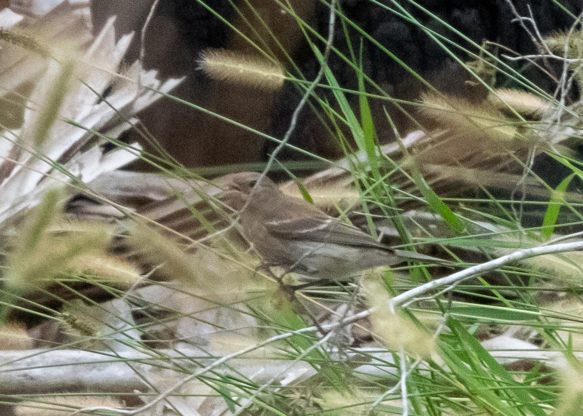 Lazuli Bunting - ML643294948