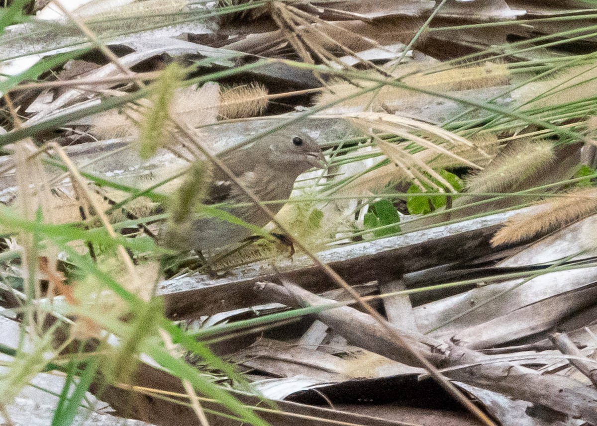 Lazuli Bunting - ML643294949