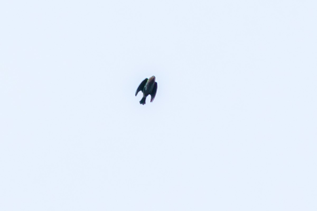 Red-winged Blackbird - ML643294955