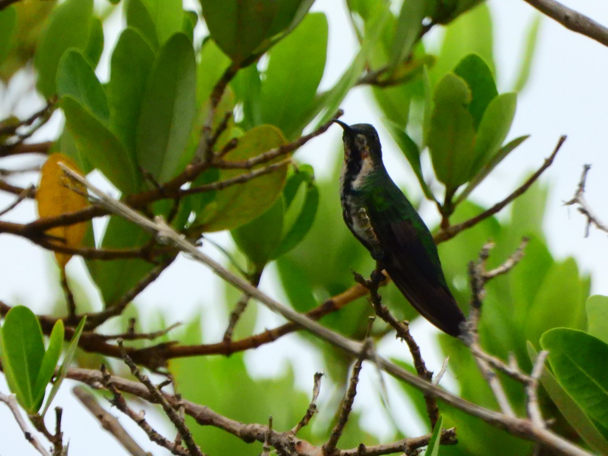 Green-breasted Mango - ML643294962