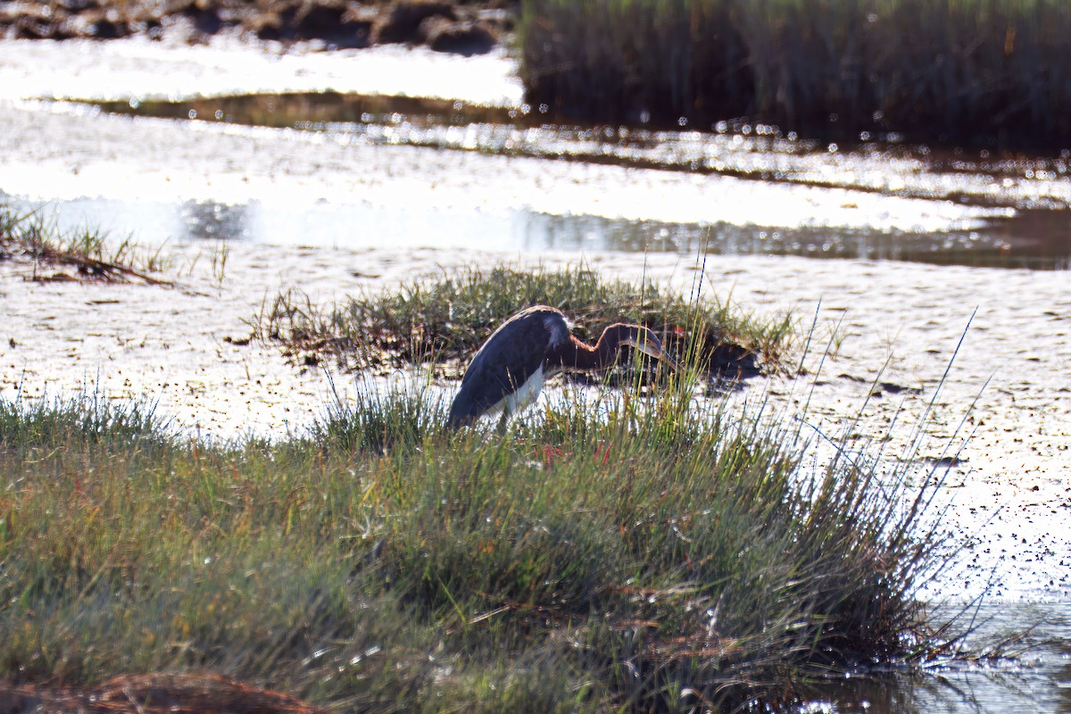Tricolored Heron - ML643294973