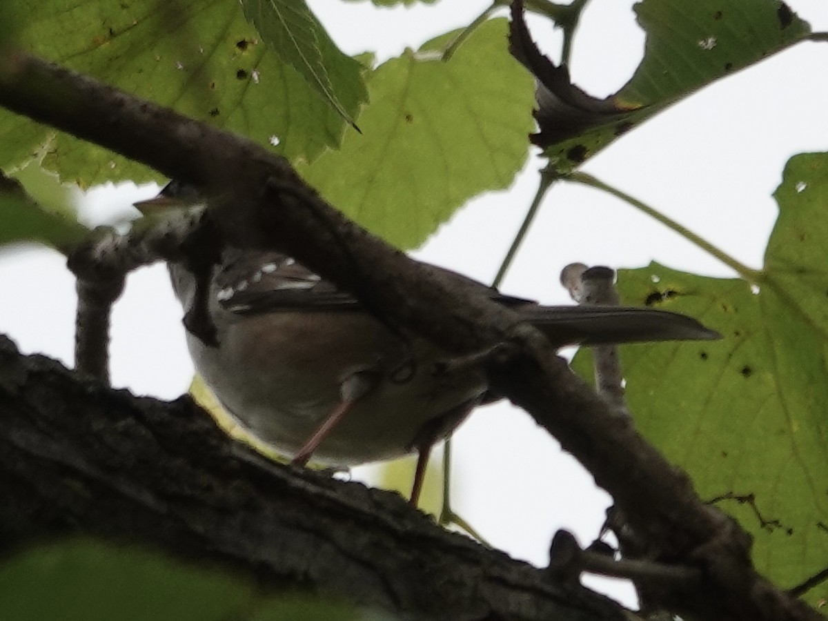 White-crowned Sparrow - ML643294976