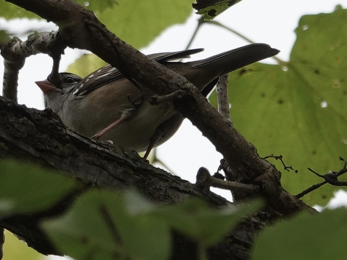 White-crowned Sparrow - ML643294977