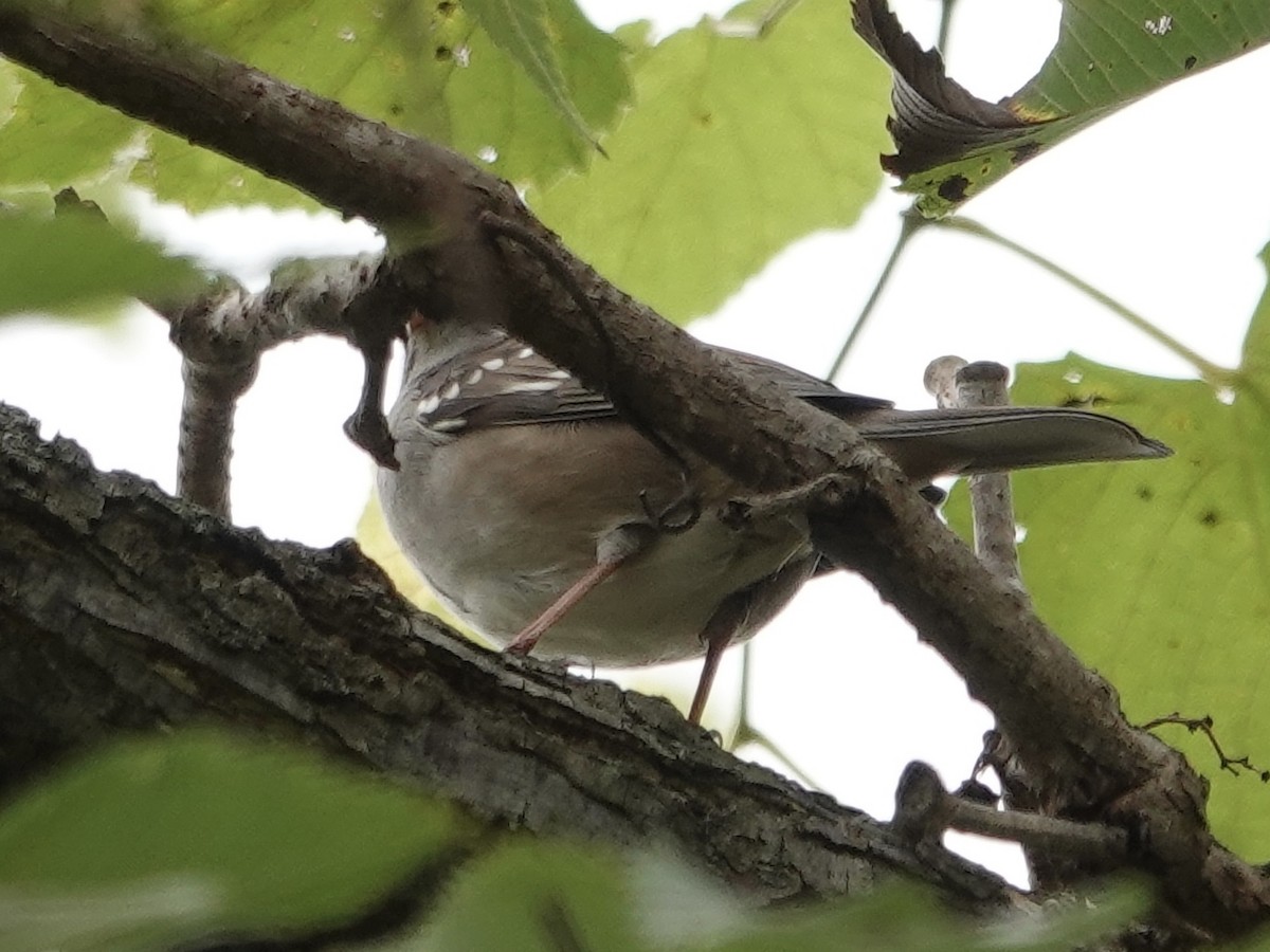 White-crowned Sparrow - ML643294978