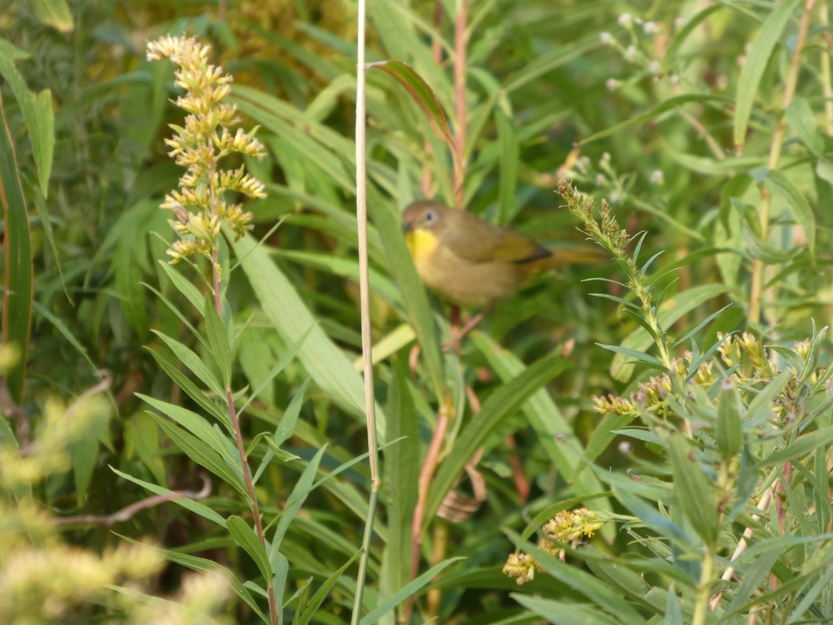 Common Yellowthroat - ML643294979