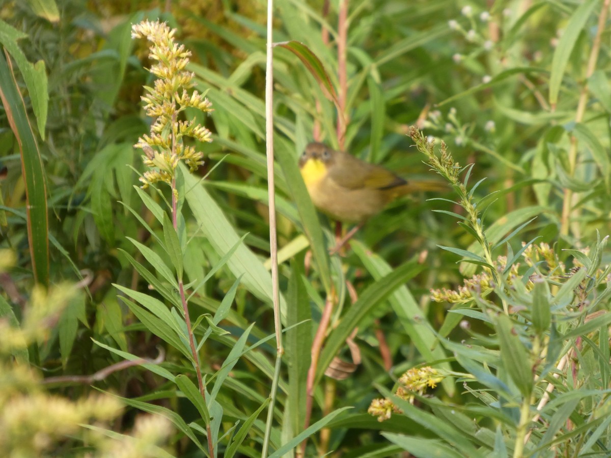Common Yellowthroat - ML643294980