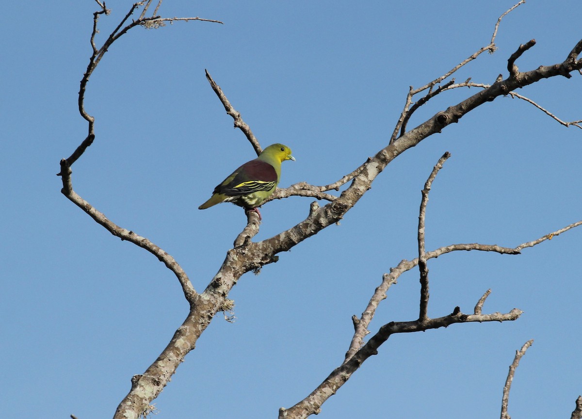 Sri Lanka Green-Pigeon - ML643294982