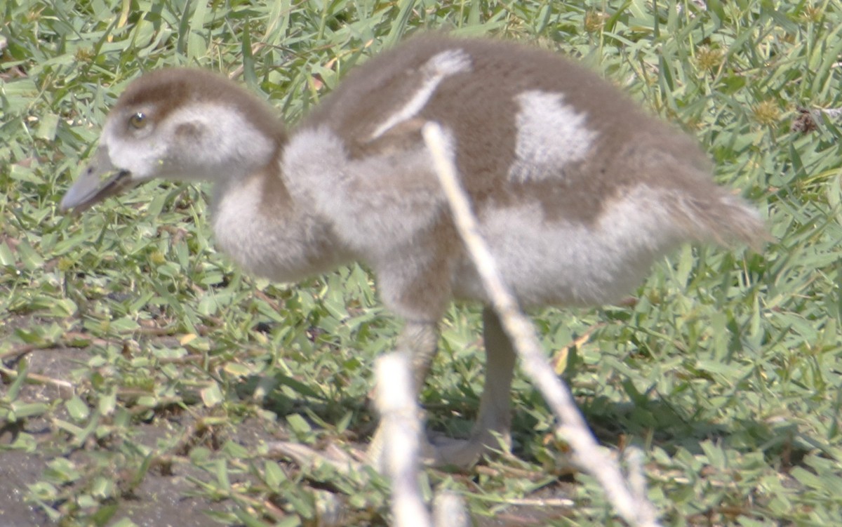 Egyptian Goose - ML643294983