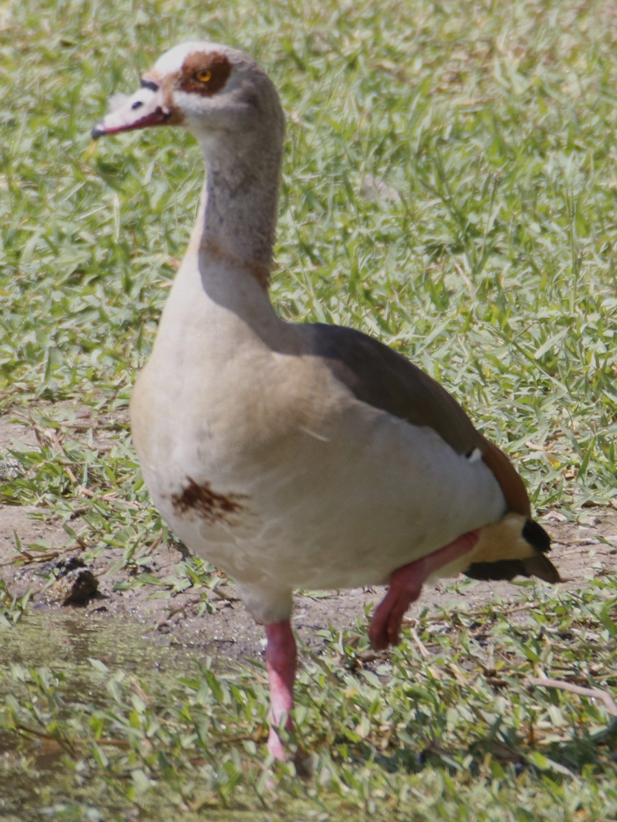 Egyptian Goose - ML643294984