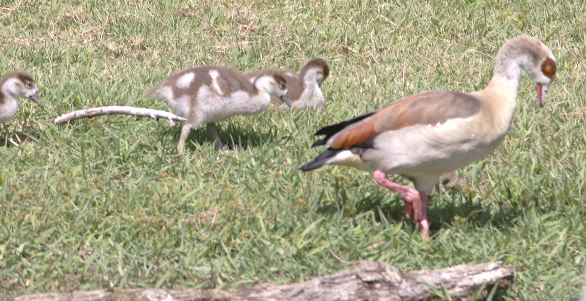 Egyptian Goose - ML643294985