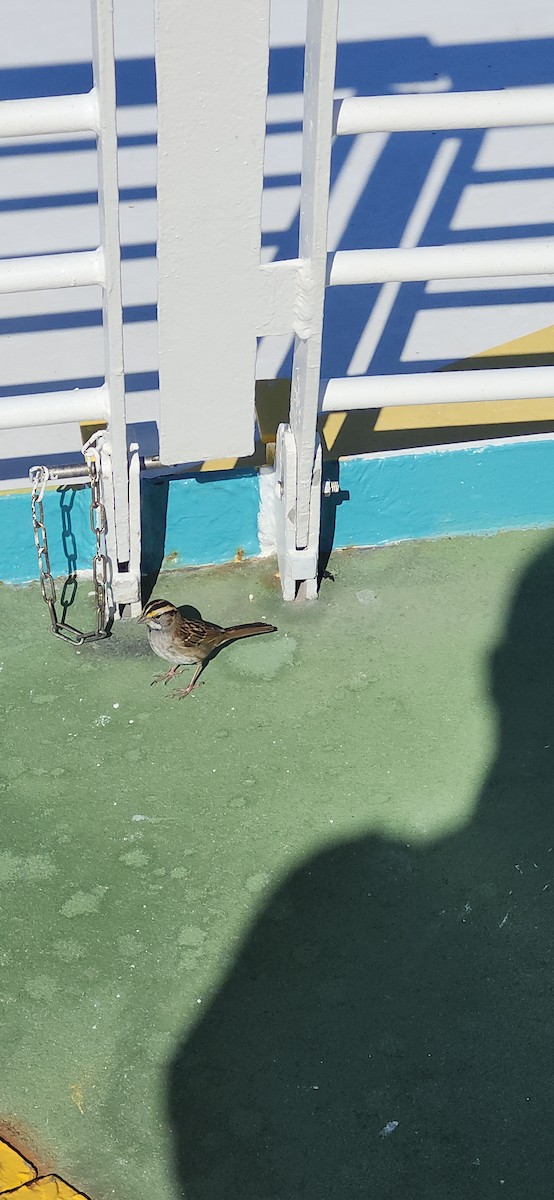 White-throated Sparrow - ML643294988