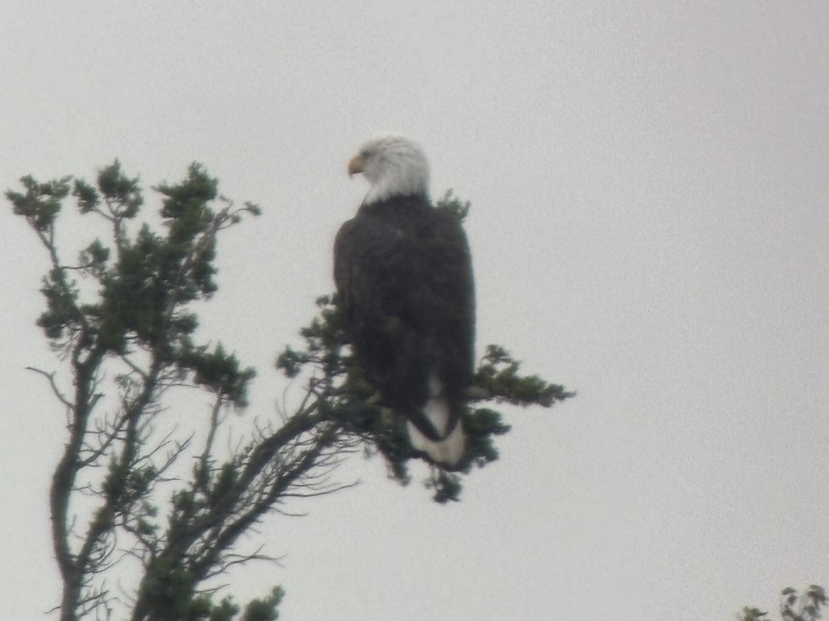 Bald Eagle - ML643294989