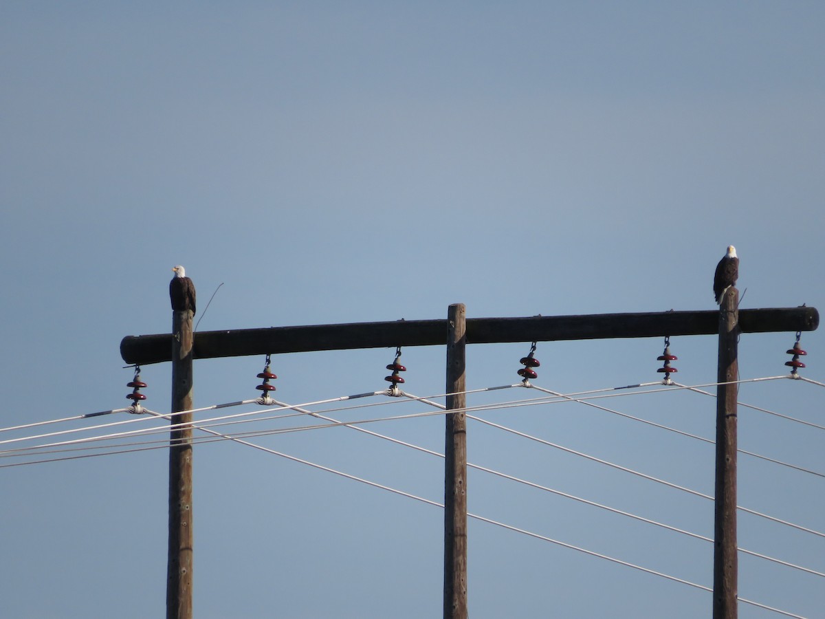Bald Eagle - ML643294995
