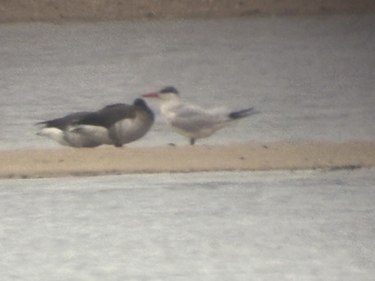 Caspian Tern - ML643295005