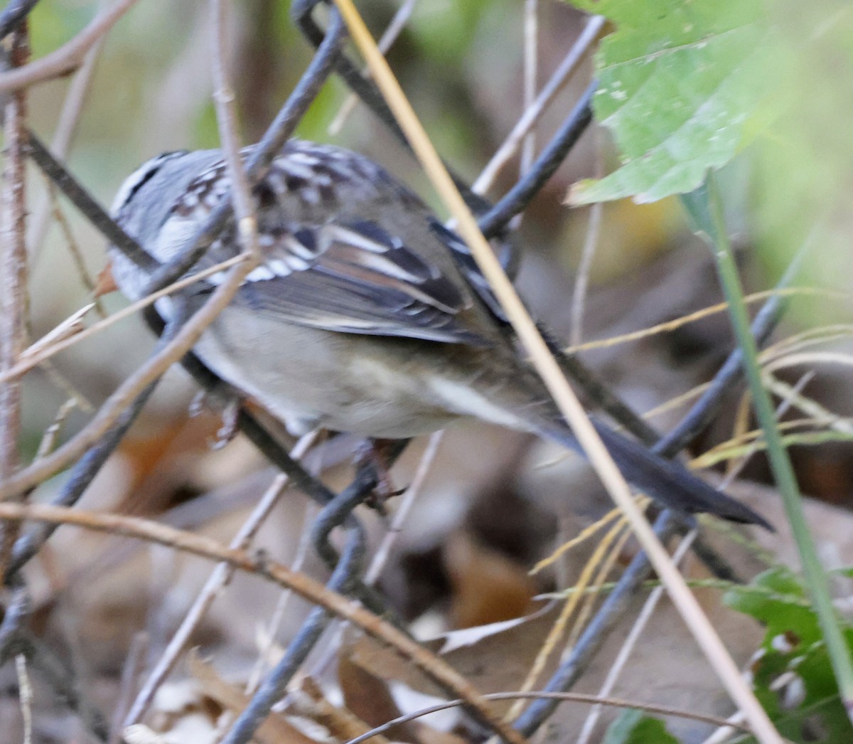 White-crowned Sparrow - ML643295007