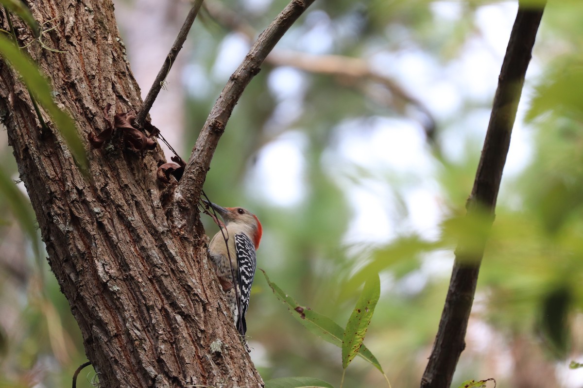 Red-bellied Woodpecker - ML643295011