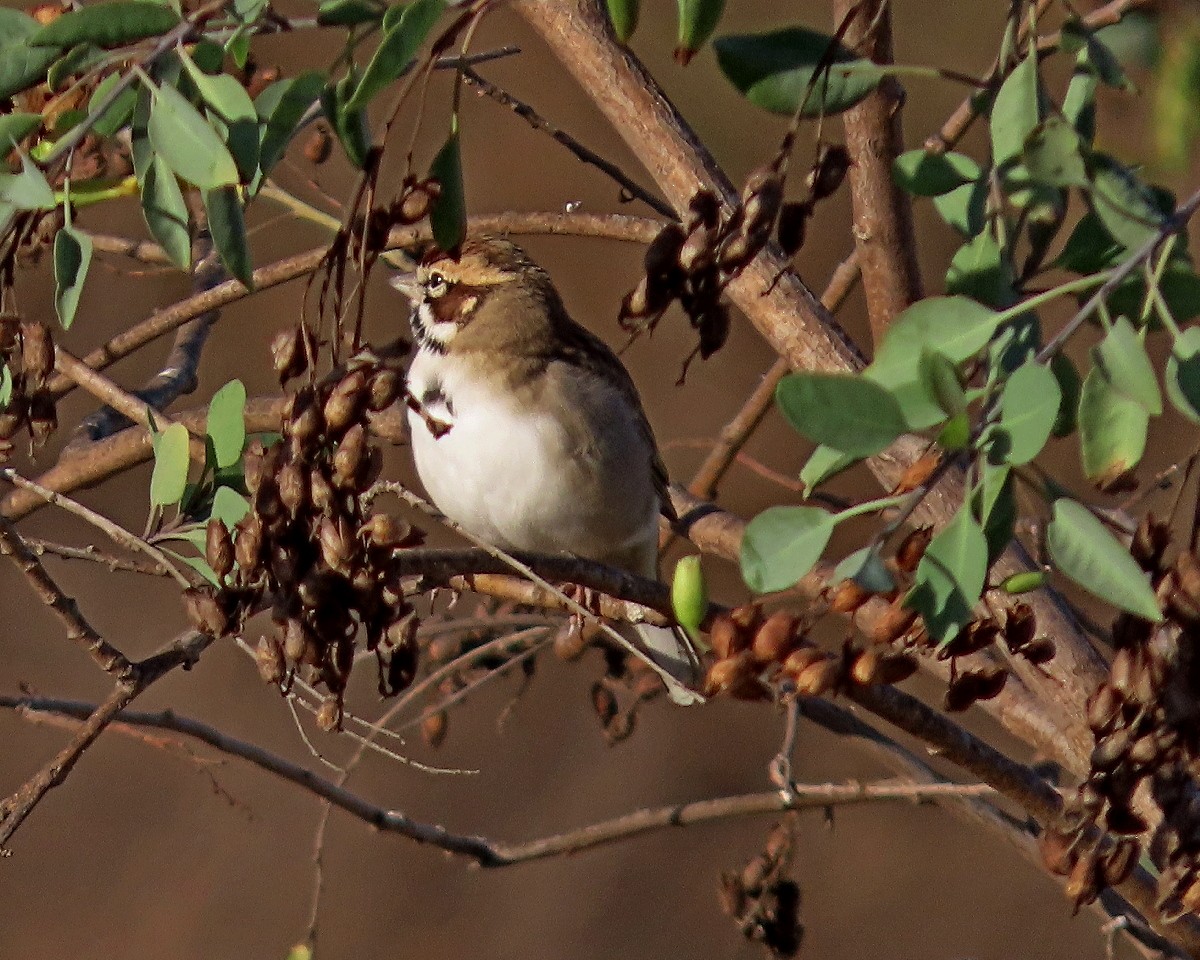 Lark Sparrow - ML643295012