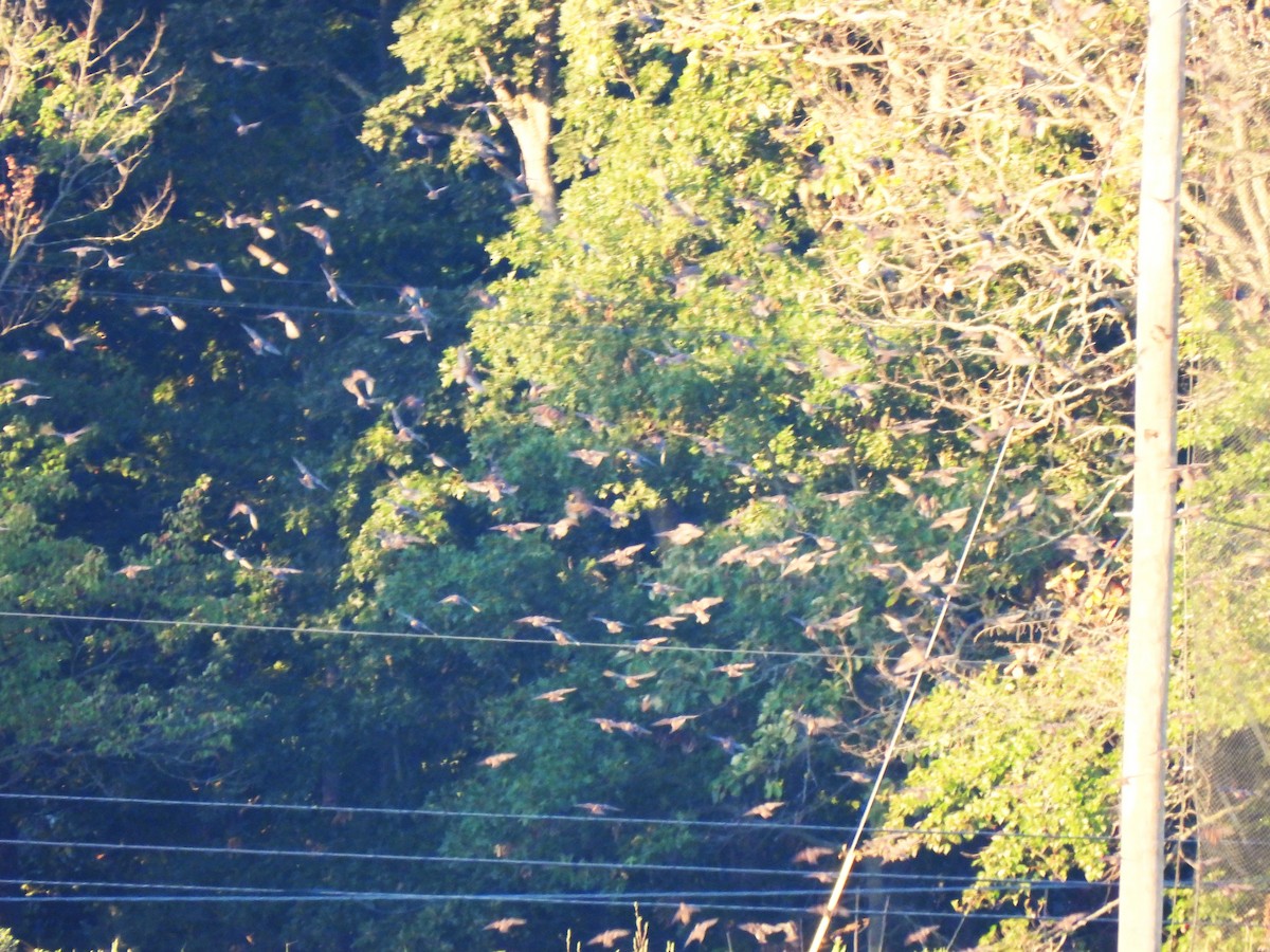 European Starling - ML643295013
