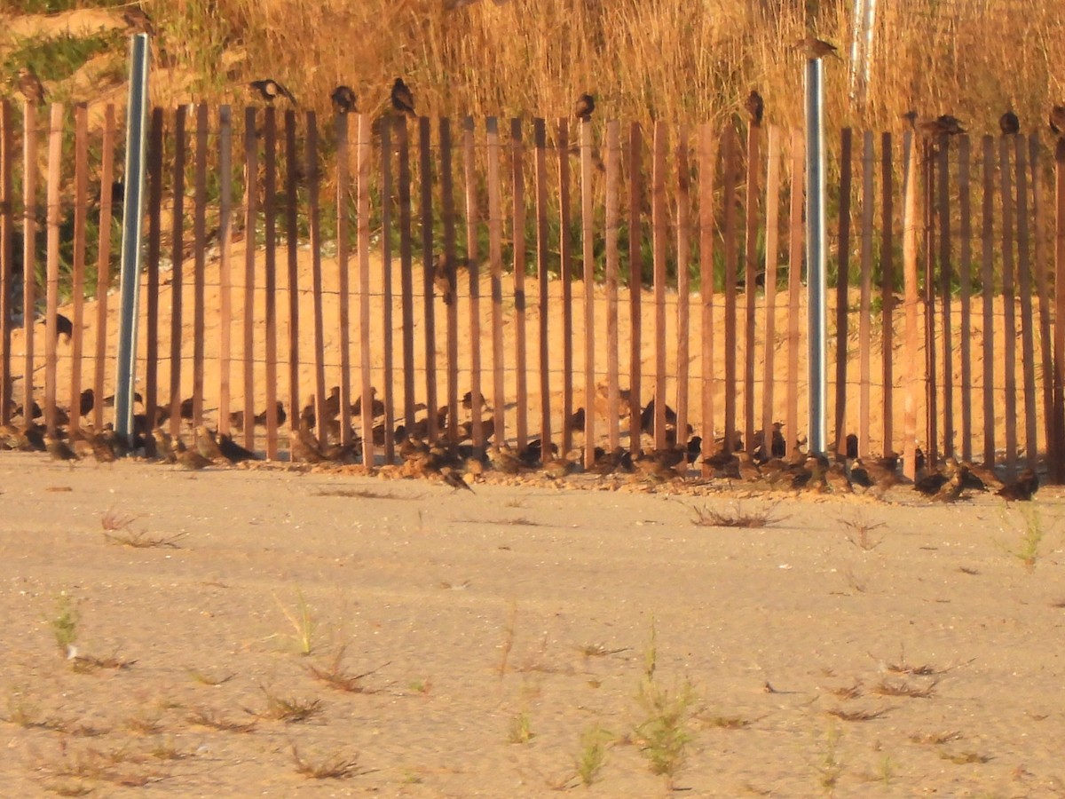 European Starling - ML643295014