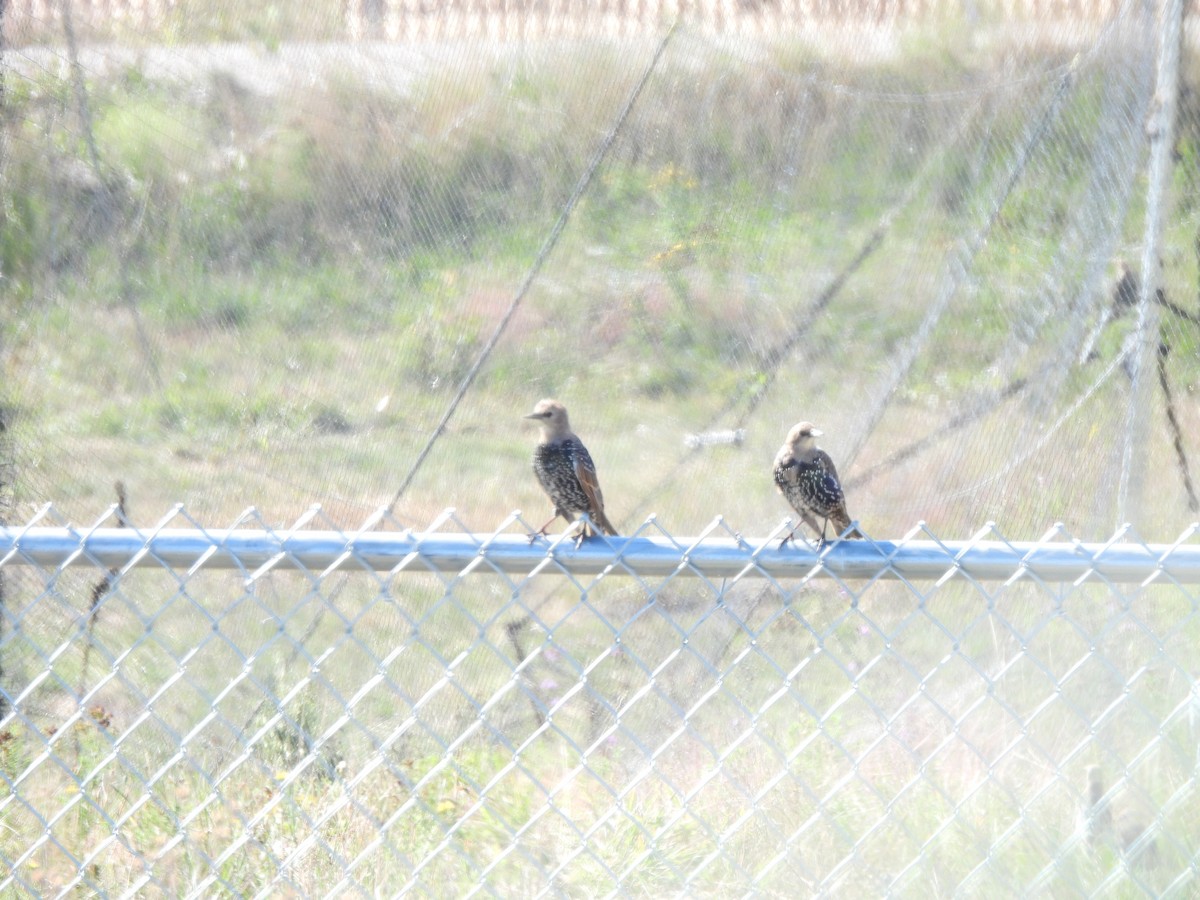 European Starling - ML643295015