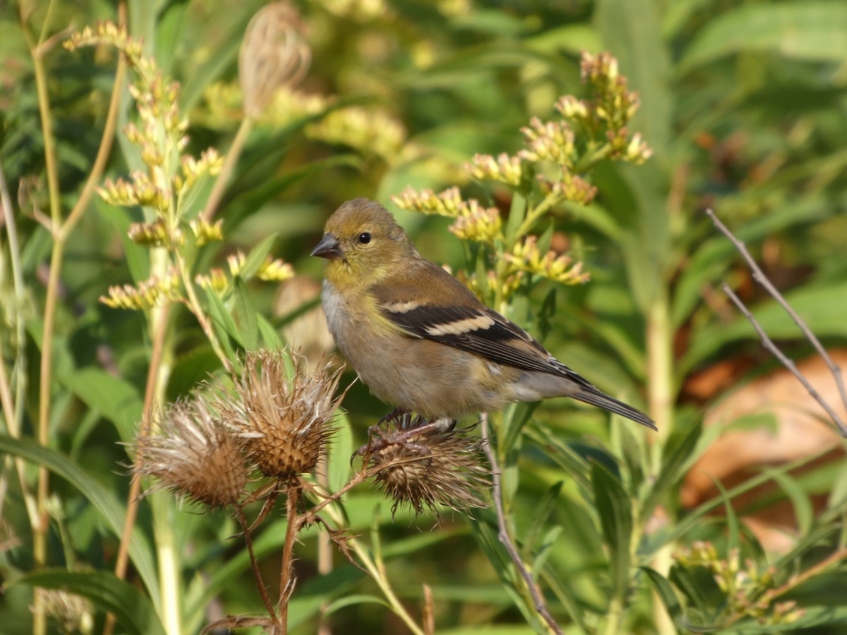 American Goldfinch - ML643295016