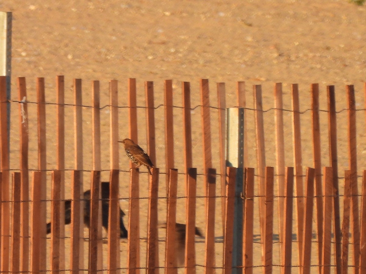 European Starling - ML643295017