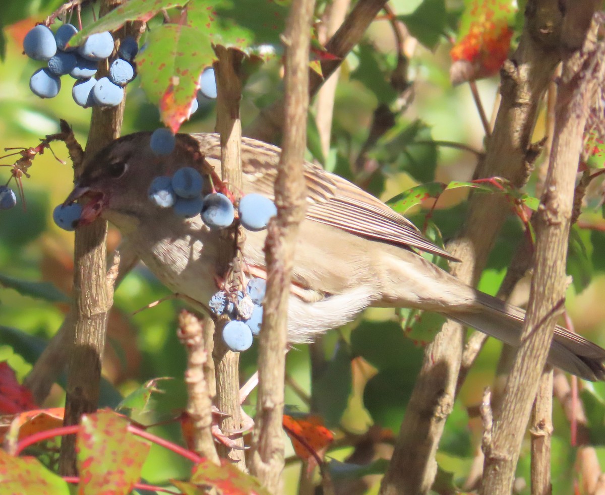 White-crowned Sparrow - ML643295032